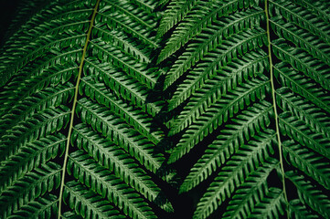 green fern leaves