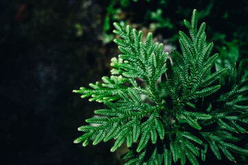 close up of a pine needles