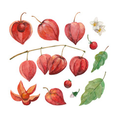 Set of watercolor illustrations with flowers leaves and fruits of physalis