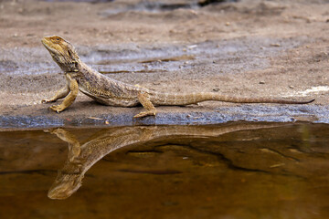 Central Bearded Dragon with reflection in pool