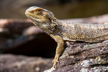 Central Bearded Dragon portrait on rock