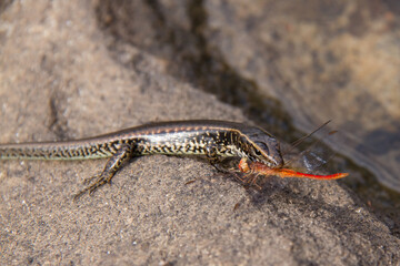 Eastern Water Skink feeding on dragonfly