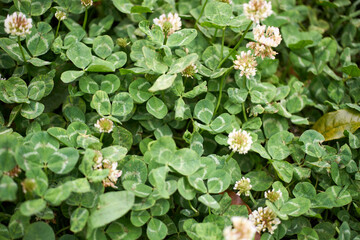 シロツメクサ・花・葉っぱ・クローバー・雑草・マクロ