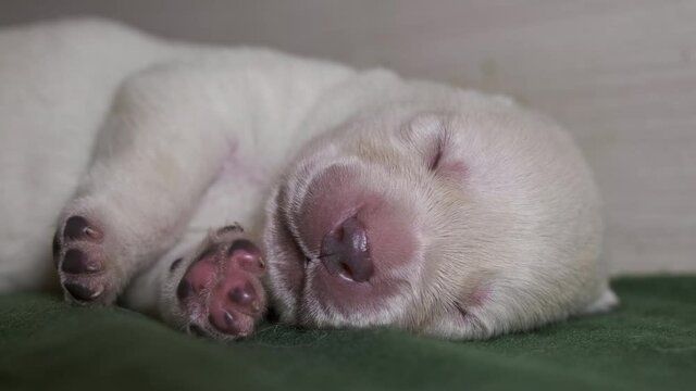 Newborn yellow labrador puppy dog, 4k