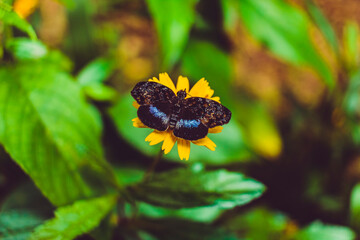 flowers and butterfly