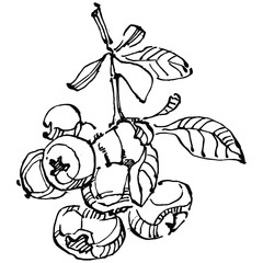 Blueberry hand drawing vintage clip art. berries logo or tattoo highly detailed in line art style concept. Black and white isolated. Antique vintage engraving illustration for emblem