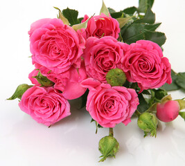 pink roses