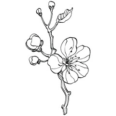 Cherry sketch drawing isolated. Black and white clip art isolated on white background. Antique vintage engraving illustration.