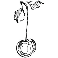 Cherry sketch drawing isolated. Black and white clip art isolated on white background. Antique vintage engraving illustration.