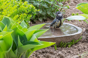 a titmouse bathing in a stony bird bath with haziness by motion