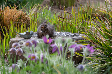 A blackbird taking a bath in a bird bath with haziness by motion