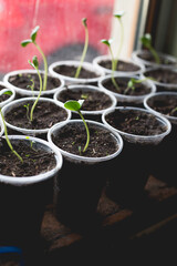 Cucumber seedlings are prepared for greenhouse planting. Home gardening concept.