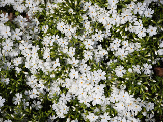 A lush carpet of white phlox flowers. Spring natural background. Many small white flowers in the green top view. Close-up of the petals.  (center focus)