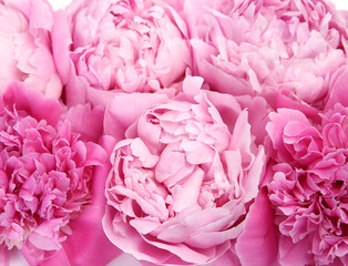 pink peony background for the screen saver on the computer