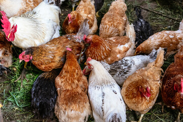 Chickens on the farm. Toned, style, color photo.