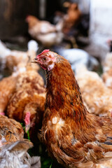 Chickens on the farm. Toned, style, color photo.