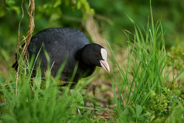 Eurasian coot (Fulica atra)