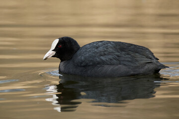 Eurasian coot (Fulica atra)