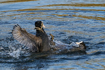 Eurasian coot (Fulica atra)
