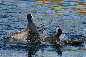 Eurasian coot (Fulica atra)