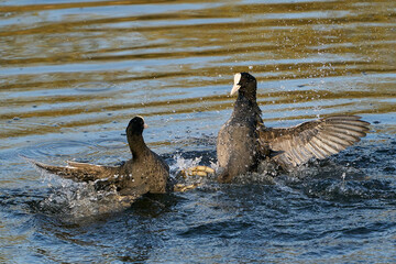 Eurasian coot (Fulica atra)