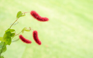 Close Up of Acalypha hispida commonly known as Cat’s Tail Plant, Selective Focus with Copy Space