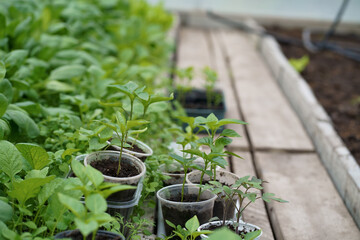 pepper seedlings in a greenhouse, greenhouse with bell pepper, pepper seedlings in the soil close-up, side view