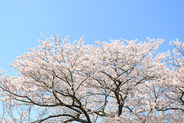 快晴の日に満開に咲く大きな桜の木