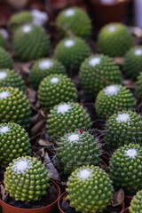 Fototapeta premium Close-up of small seedlings of Mammillaria polythele in a small brown pot in the nursery, blurred background