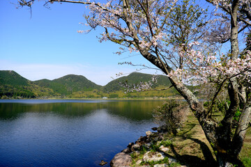 桜の木が見守る藺牟田池
