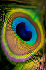 Close up of a Peacock feather filling the frame, bright animal background
