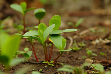 Green shoots of plants in spring.
