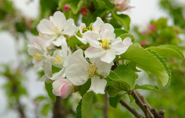 Apple blossoms with white flowers.
