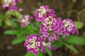 Purple inflorescences of the fragrant garden flower Alicium.