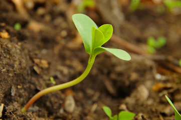 Small green sprout from fertile soil.