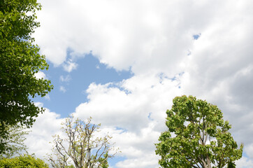 晴れた空と白い雲
