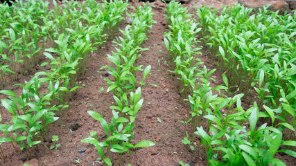 Row plantation of green leafy coriander plants or seedlings in brown color soil.