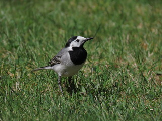 White wagtail (Motacilla alba) in perfect light making eye contact with the camera, standing on...