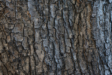 Background texture of tree bark. Old wood dry skin of the tree