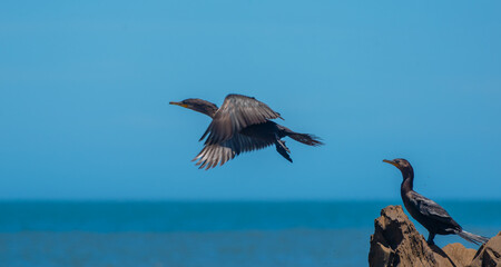 Phalacrocorax Carbo