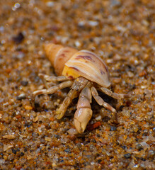 Hermit crab at the shore