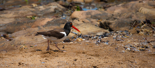 American Oystercatcher