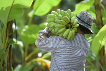 Asian agricultural plantations plant bananas Female farmers hold fresh bananas in a banana...