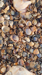 Summer natural texture background. A variety of sea shells in the rays of the daytime sun. A ready-made template for your project with space for text.