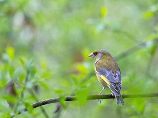 Greenfinch on a twig of a bush