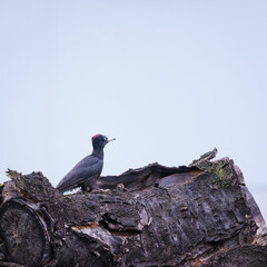 Black woodpecker sitting on an old tree trunk in the rain