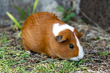 Guinea pig on the grass.