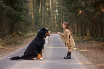 a girl stands and points a finger to the dog Bernese Mountain Dog in the forest on the road in spring - obrazy, fototapety, plakaty