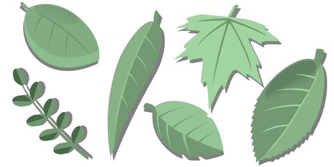 A set of green leaves of different shapes with a shadow on a transparent background