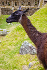 Machu Picchu panorama